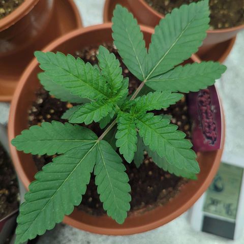 White Truffle #1 growlog timeline photo