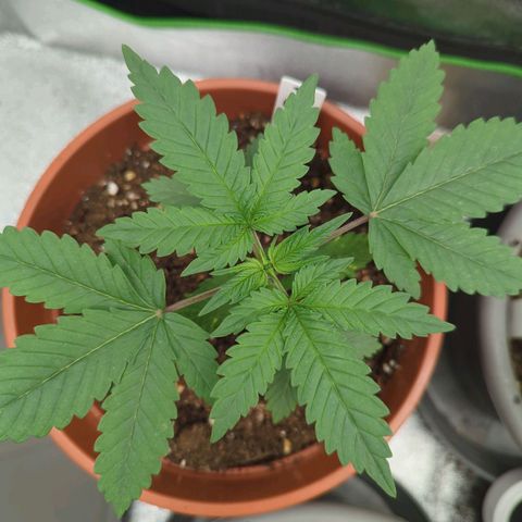 Gorilla Zkittlez #1 growlog timeline photo