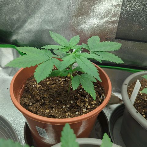 Gorilla Zkittlez #1 growlog timeline photo