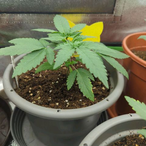 Gorilla Zkittlez #2 growlog timeline photo