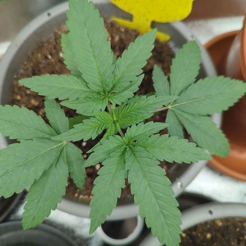 Gorilla Zkittlez #2 growlog timeline photo