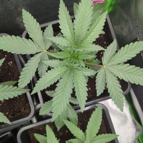 Original Oreoz #2 growlog timeline photo