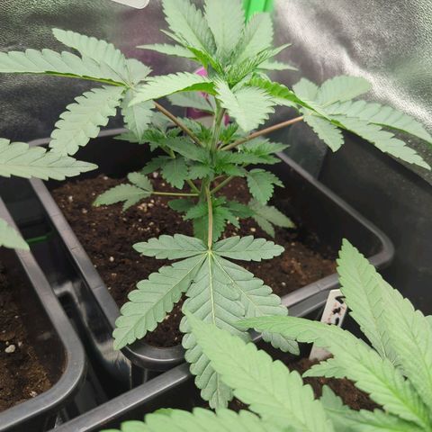 Original Oreoz #2 growlog timeline photo