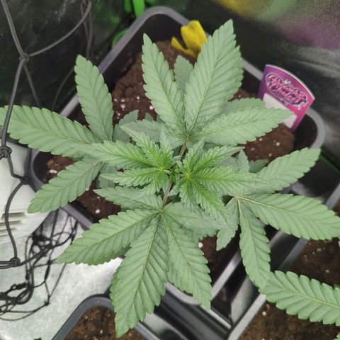 White Truffle #1 growlog timeline photo