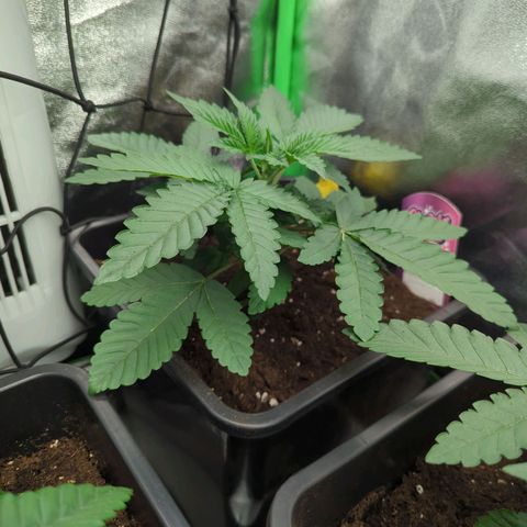 White Truffle #1 growlog timeline photo