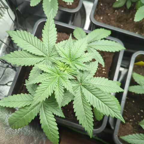 Gorilla Zkittlez #1 growlog timeline photo