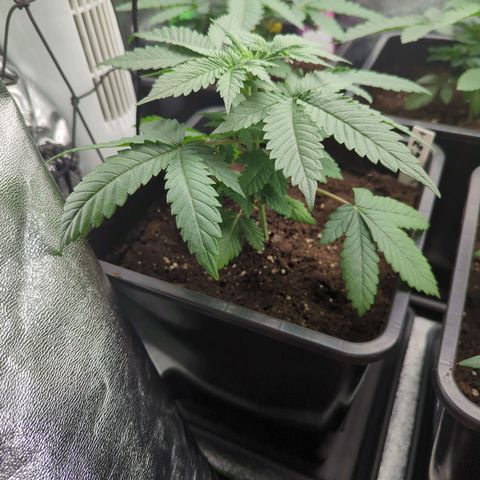 Gorilla Zkittlez #1 growlog timeline photo