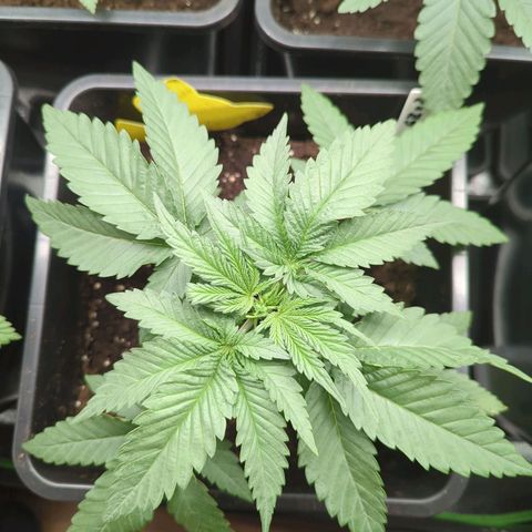 Gorilla Zkittlez #2 growlog timeline photo