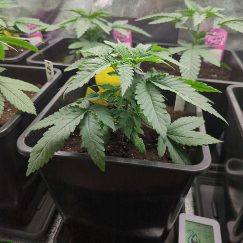 Gorilla Zkittlez #2 growlog timeline photo
