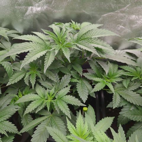 Original Oreoz #2 growlog timeline photo