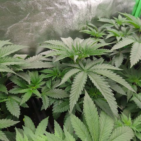 White Truffle #1 growlog timeline photo
