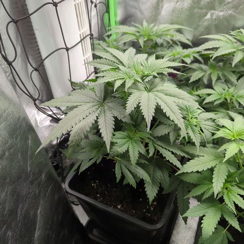Gorilla Zkittlez #1 growlog timeline photo