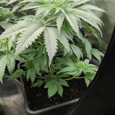Gorilla Zkittlez #2 growlog timeline photo