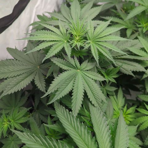 Gorilla Zkittlez #1 growlog timeline photo