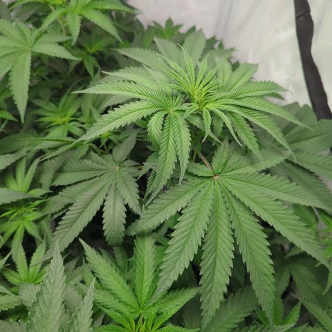 Gorilla Zkittlez #2 growlog timeline photo