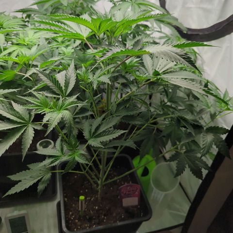 Original Oreoz #2 growlog timeline photo