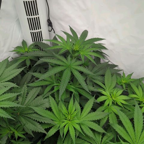 White Truffle #1 growlog timeline photo