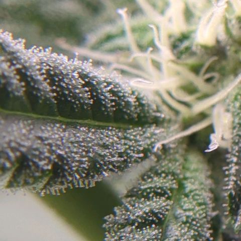 Original Oreoz #2 growlog timeline photo