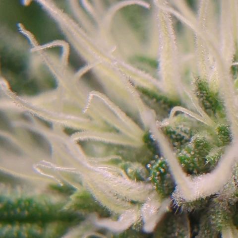 Original Oreoz #2 growlog timeline photo