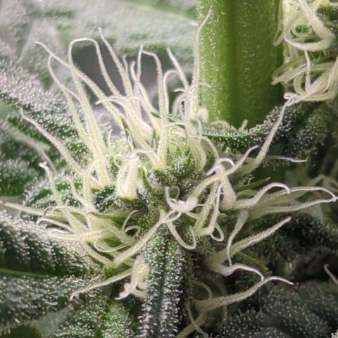 Original Oreoz #2 growlog timeline photo