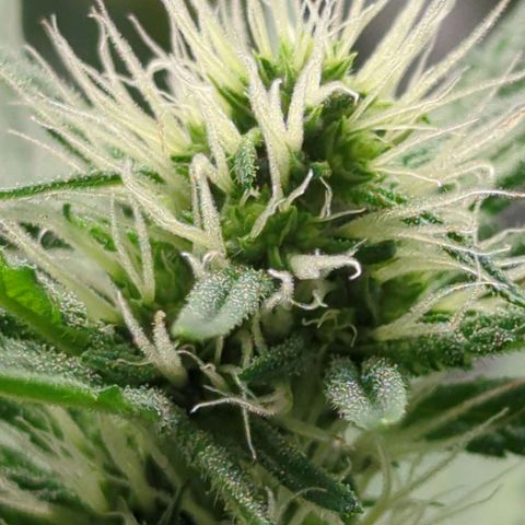 Gorilla Zkittlez #1 growlog timeline photo