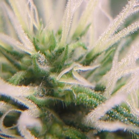 Gorilla Zkittlez #1 growlog timeline photo