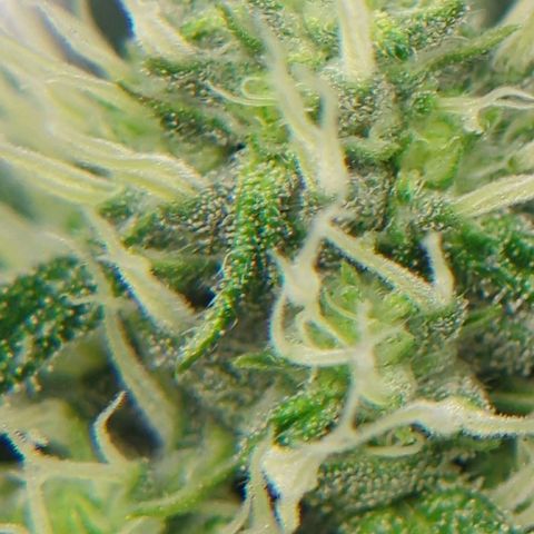 White Truffle #1 growlog timeline photo