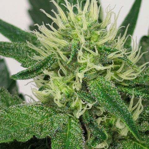 White Truffle #1 growlog timeline photo