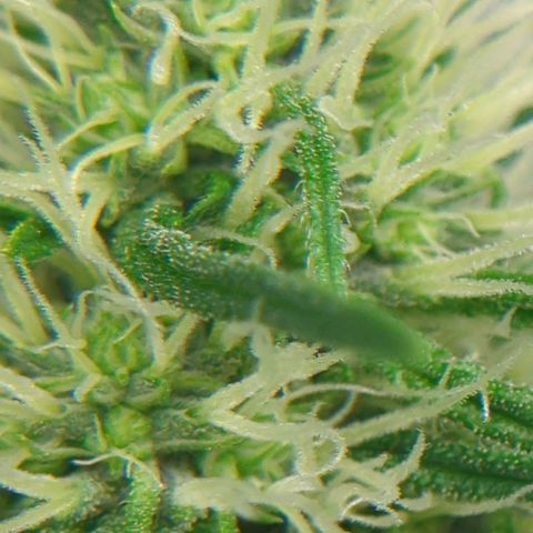 Gorilla Zkittlez #2 growlog timeline photo