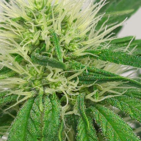 Gorilla Zkittlez #2 growlog timeline photo