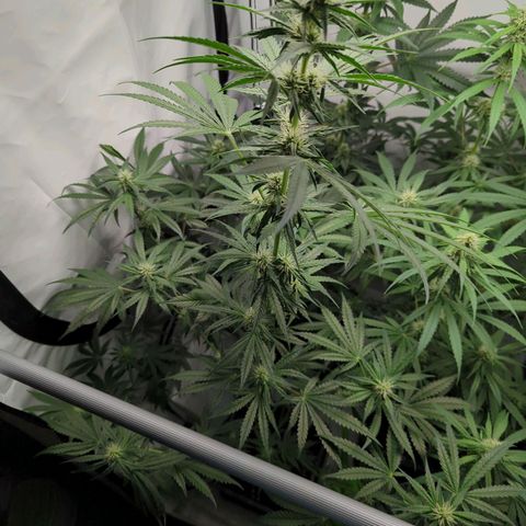 Gorilla Zkittlez #1 growlog timeline photo