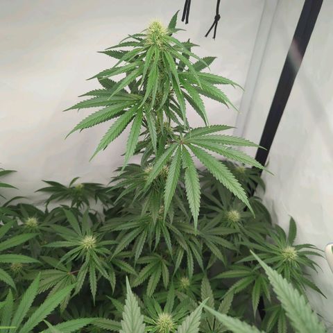 Gorilla Zkittlez #2 growlog timeline photo