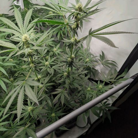 Original Oreoz #2 growlog timeline photo