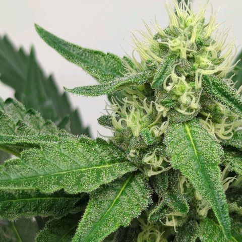 White Truffle #1 growlog timeline photo