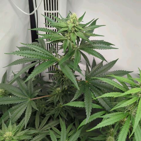 White Truffle #1 growlog timeline photo