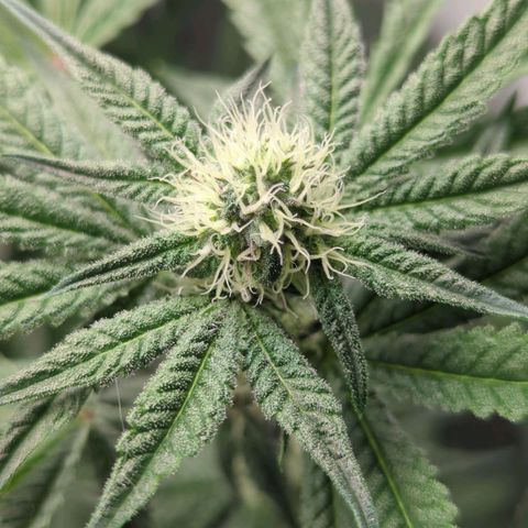 Original Oreoz #2 growlog timeline photo