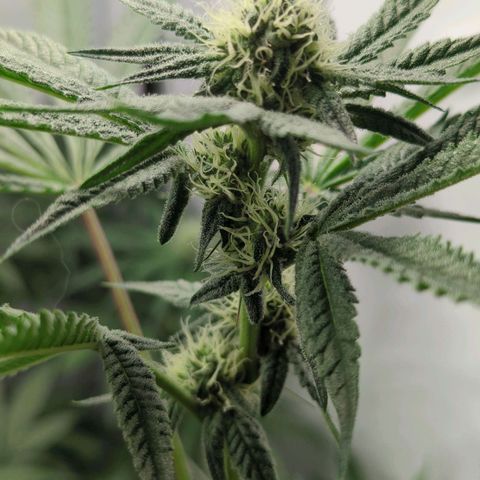 Original Oreoz #2 growlog timeline photo