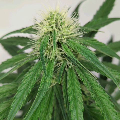 Gorilla Zkittlez #2 growlog timeline photo