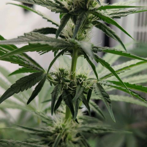 Gorilla Zkittlez #1 growlog timeline photo