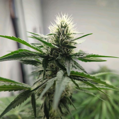 Gorilla Zkittlez #1 growlog timeline photo