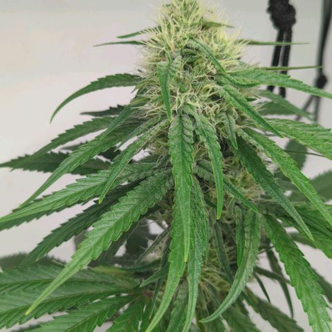 Gorilla Zkittlez #2 growlog timeline photo