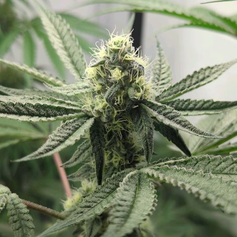 Original Oreoz #2 growlog timeline photo