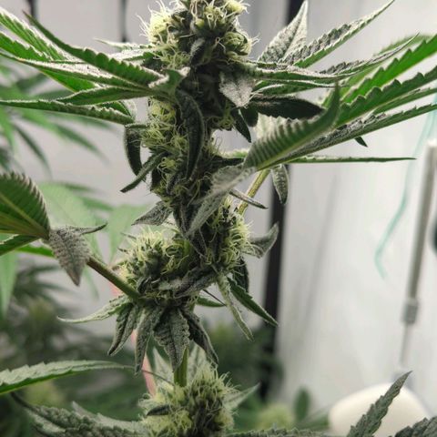 Original Oreoz #2 growlog timeline photo