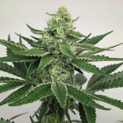 White Truffle #1 growlog timeline photo