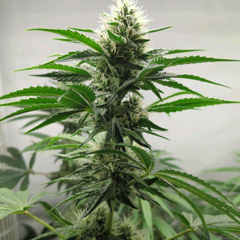 Gorilla Zkittlez #1 growlog timeline photo