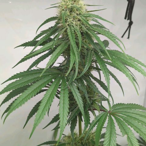 Gorilla Zkittlez #2 growlog timeline photo