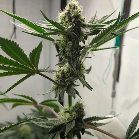Original Oreoz #2 growlog timeline photo