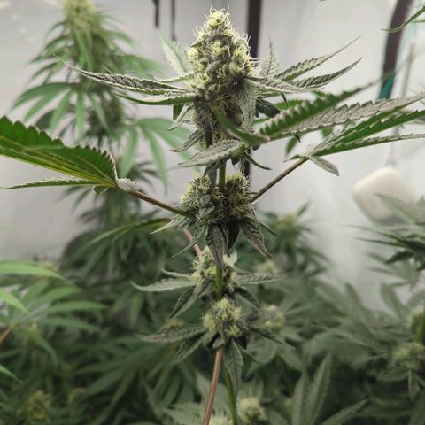 Original Oreoz #2 growlog timeline photo