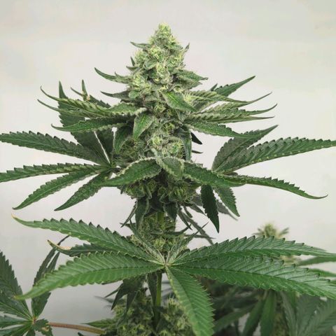 White Truffle #1 growlog timeline photo