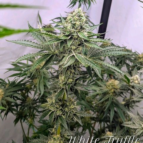 White Truffle #1 growlog timeline photo